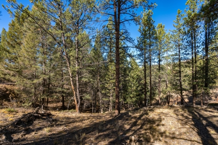 Mountain Land for Sale in Colorado - image 4