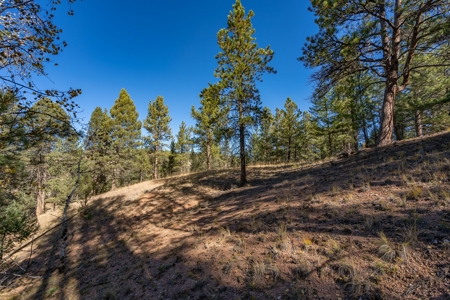Mountain Land for Sale in Colorado - image 9