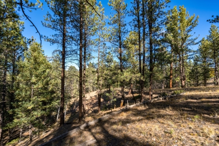 Mountain Land for Sale in Colorado - image 5