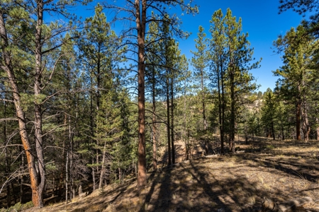 Mountain Land for Sale in Colorado - image 12