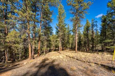 Mountain Land for Sale in Colorado - image 3