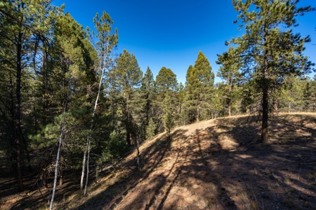Mountain Land for Sale in Colorado - image 7