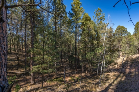 Mountain Land for Sale in Colorado - image 10