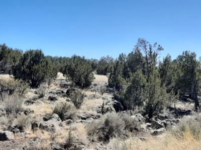 This 43 Acre ultimate off Grid, remote hunting land - image 4