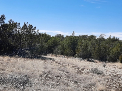 This 43 Acre ultimate off Grid, remote hunting land - image 6