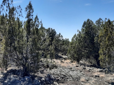 This 43 Acre ultimate off Grid, remote hunting land - image 10