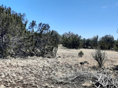 This 43 Acre ultimate off Grid, remote hunting land - image 9