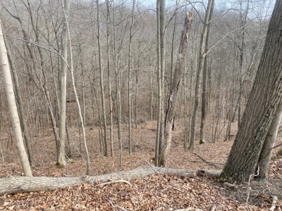 Real Estate Auction 49 acres in Morgan County - image 3