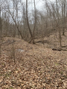 Real Estate Auction 49 acres in Morgan County - image 2