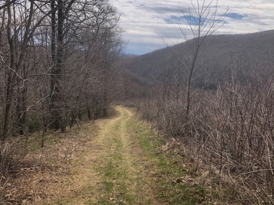 Recreational Land for Sale in Grayson County VA - image 5