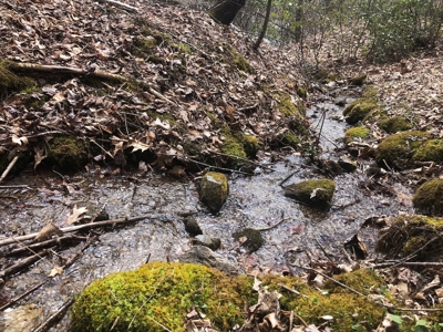 Recreational Land for Sale in Grayson County VA - image 9