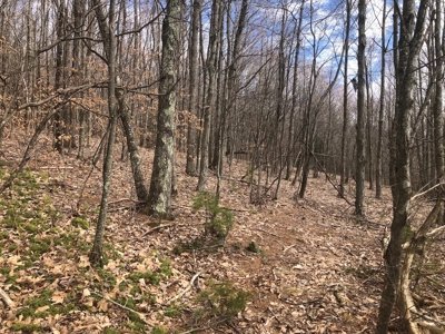 Recreational Land for Sale in Grayson County VA - image 13