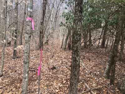 Recreational Land for Sale in Grayson County VA - image 16