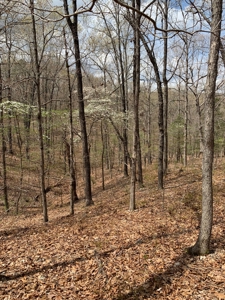 Well, Septic, Underground Electric On 67 Acres - image 12