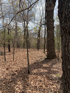 Well, Septic, Underground Electric On 67 Acres - image 11