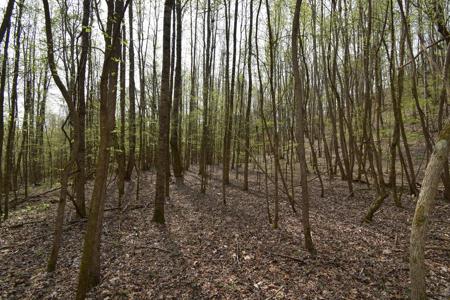 Amazing 21.87 acres of unrestricted wooded land For Sale! - image 3