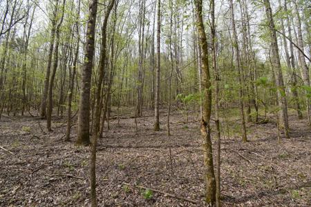 Amazing 21.87 acres of unrestricted wooded land For Sale! - image 6