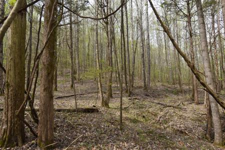 Amazing 21.87 acres of unrestricted wooded land For Sale! - image 8