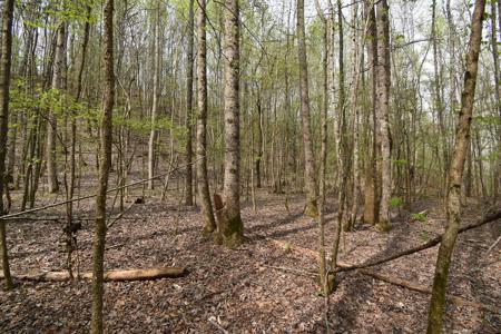 Amazing 21.87 acres of unrestricted wooded land For Sale! - image 4