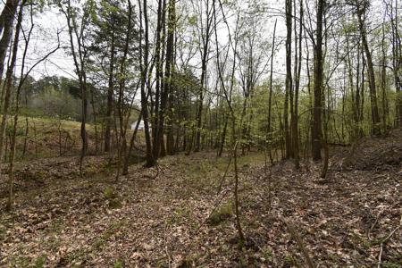 Amazing 21.87 acres of unrestricted wooded land For Sale! - image 2