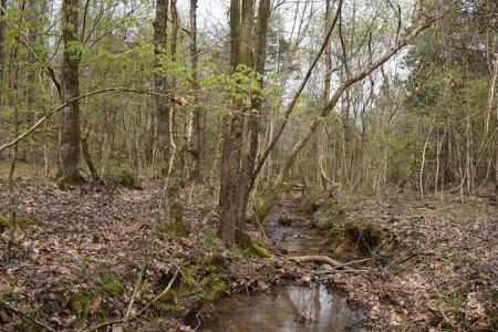 Amazing 21.87 acres of unrestricted wooded land For Sale! - image 11