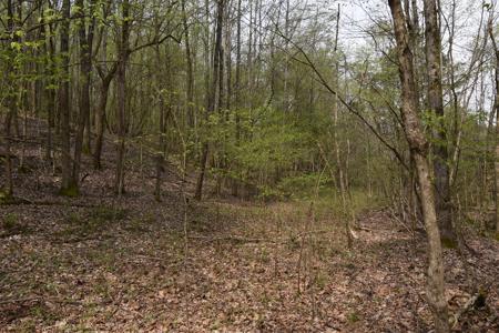 Amazing 21.87 acres of unrestricted wooded land For Sale! - image 10