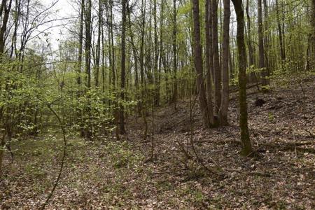 Amazing 21.87 acres of unrestricted wooded land For Sale! - image 9