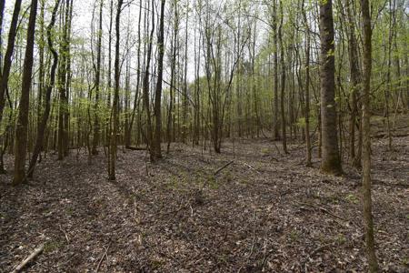 Amazing 21.87 acres of unrestricted wooded land For Sale! - image 7