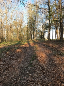 Beautiful 150-acre farmland near Harrison - image 31