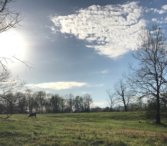 Beautiful 150-acre farmland near Harrison - image 47