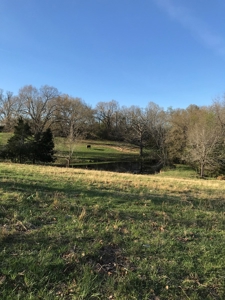 Beautiful 150-acre farmland near Harrison - image 6