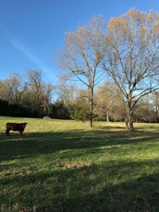 Beautiful 150-acre farmland near Harrison - image 10