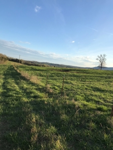 Beautiful 150-acre farmland near Harrison - image 40
