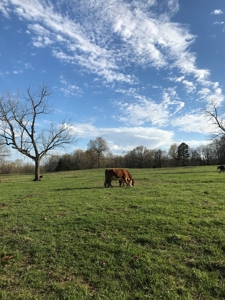 Beautiful 150-acre farmland near Harrison - image 2