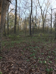 Beautiful 150-acre farmland near Harrison - image 26