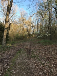 Beautiful 150-acre farmland near Harrison - image 28