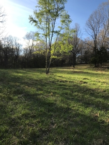 Beautiful 150-acre farmland near Harrison - image 3