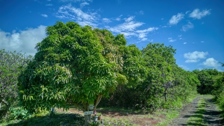 Sustainable 3-BR 2-BA Oceanview Home in Naalehu, HI - image 16
