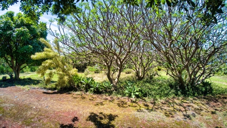 Sustainable 3-BR 2-BA Oceanview Home in Naalehu, HI - image 29