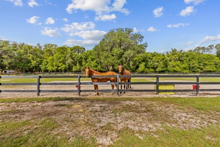 Horse Farm For Sale - High Springs Florida! - image 49