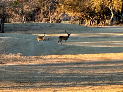 Home Lot 335 in King's Point Cove Resort Lake Brownwood, TX - image 24