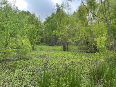 108 Acres Land for Sale Iberia Parish, LA - image 7