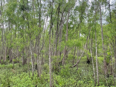 108 Acres Land for Sale Iberia Parish, LA - image 4
