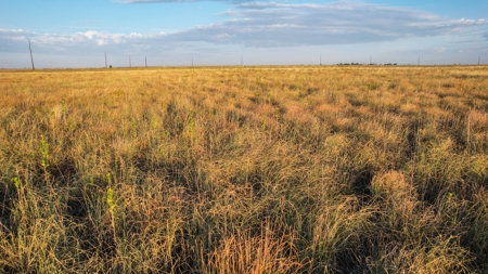 Improved Grass Tract, Expired CRP, Close to town - image 12