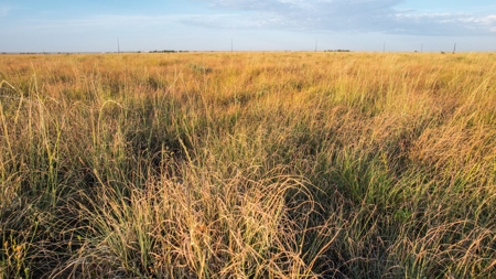 Improved Grass Tract, Expired CRP, Close to town - image 18