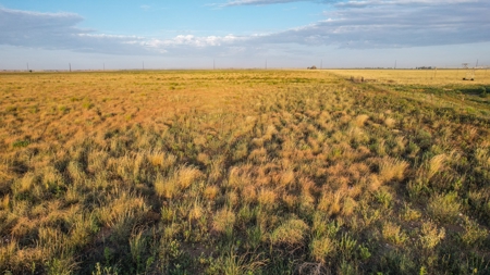 Improved Grass Tract, Expired CRP, Close to town - image 15