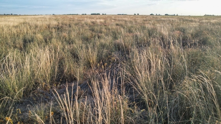 Improved Grass Tract, Expired CRP, Close to town - image 20