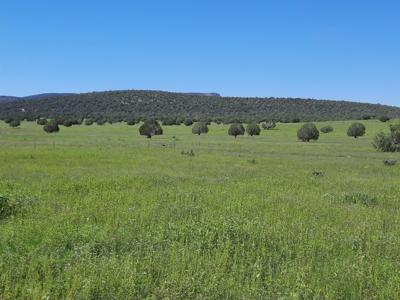 This 47 acre offgrid homestead ranch has a well ! - image 24