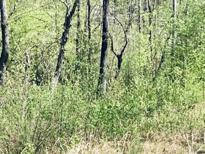 Creek Property For Sale In Calico Rock, Arkansas - image 47