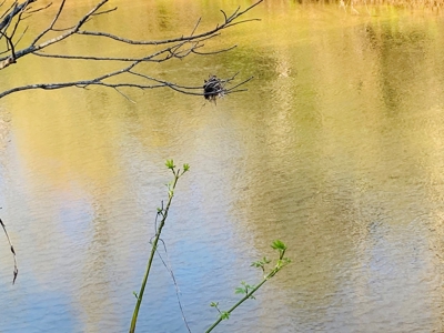 Creek Property For Sale In Calico Rock, Arkansas - image 17